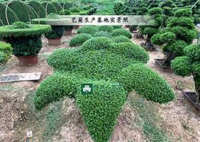 造型菊基地之菊花造型價格